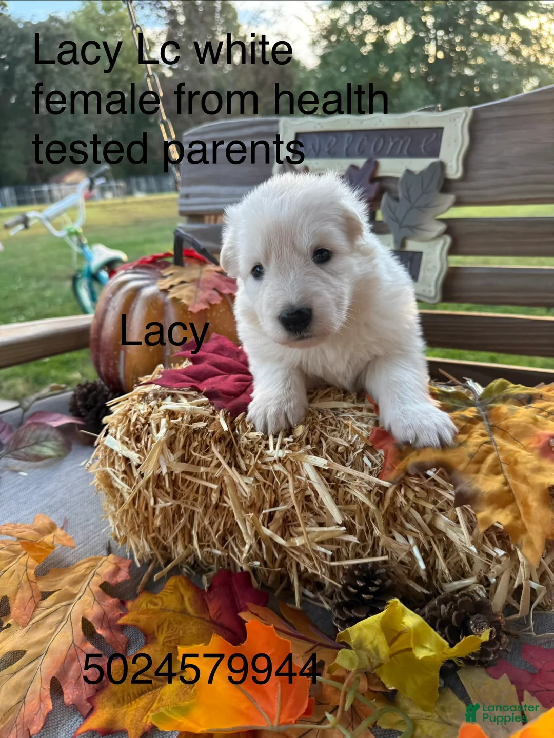 German Shepherd dogs for sale: Lacy  - Ad 1