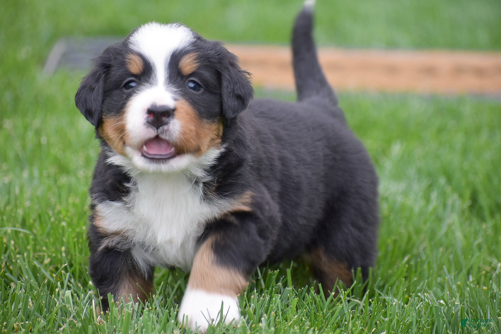 Bernese Mountain Dog dogs for sale: Meadow - Ad 3