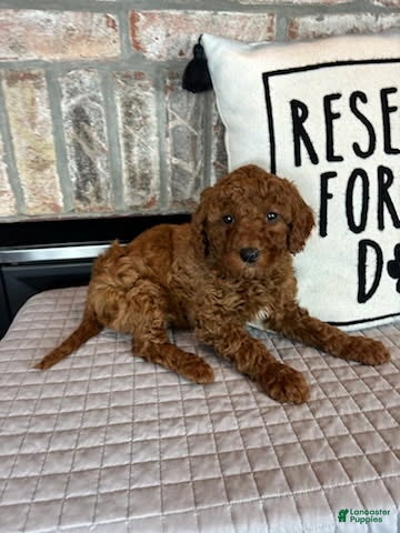 Mini Goldendoodle dogs Macy - Ad 31