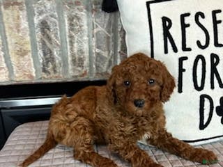 Mini Goldendoodle dogs Macy - Ad 38