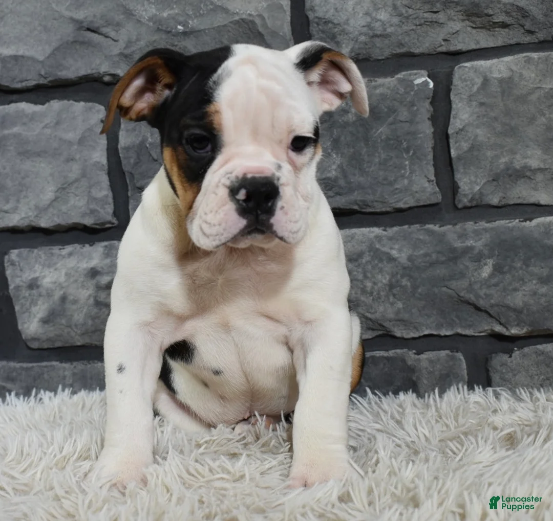 Beabull dogs for sale: Paige  - Ad 5