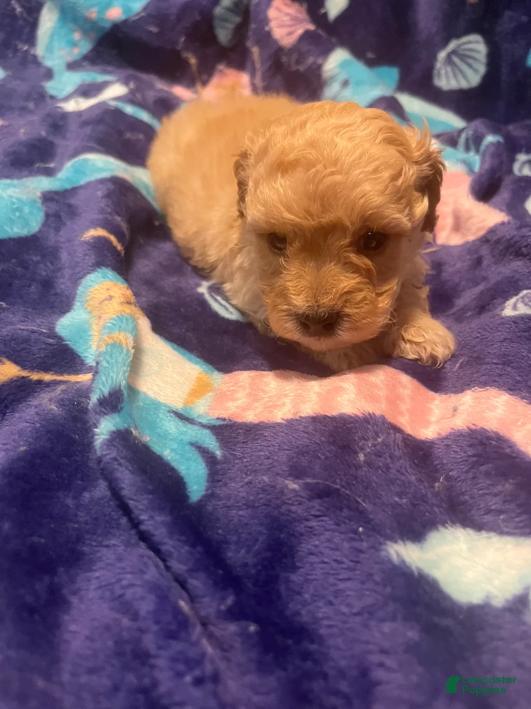 Toy Poodle dogs for sale: Ralph  - Ad 2