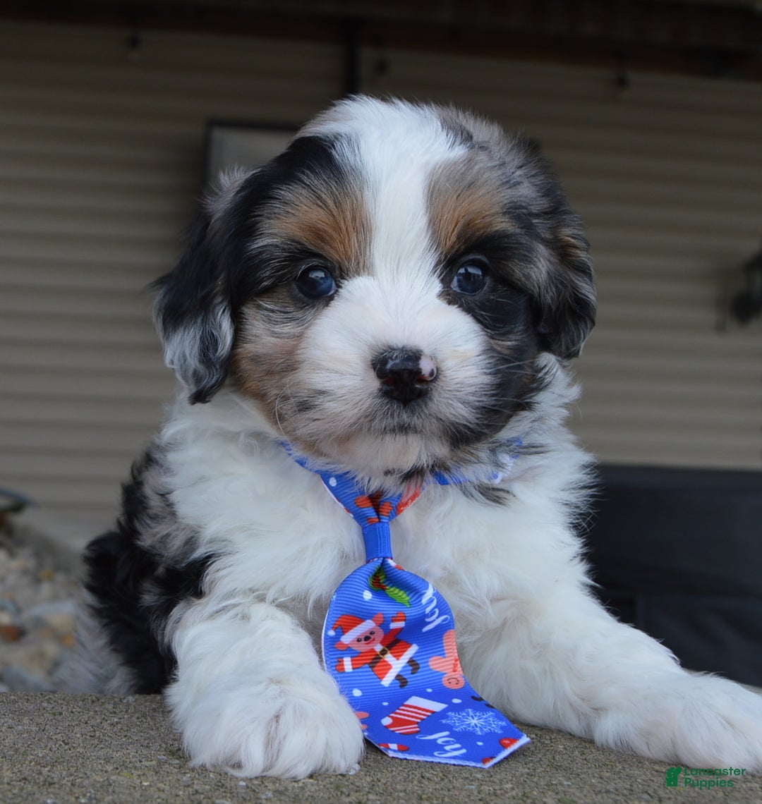 Mini Aussiedoodle dogs for sale: Toy Ace - Ad 2