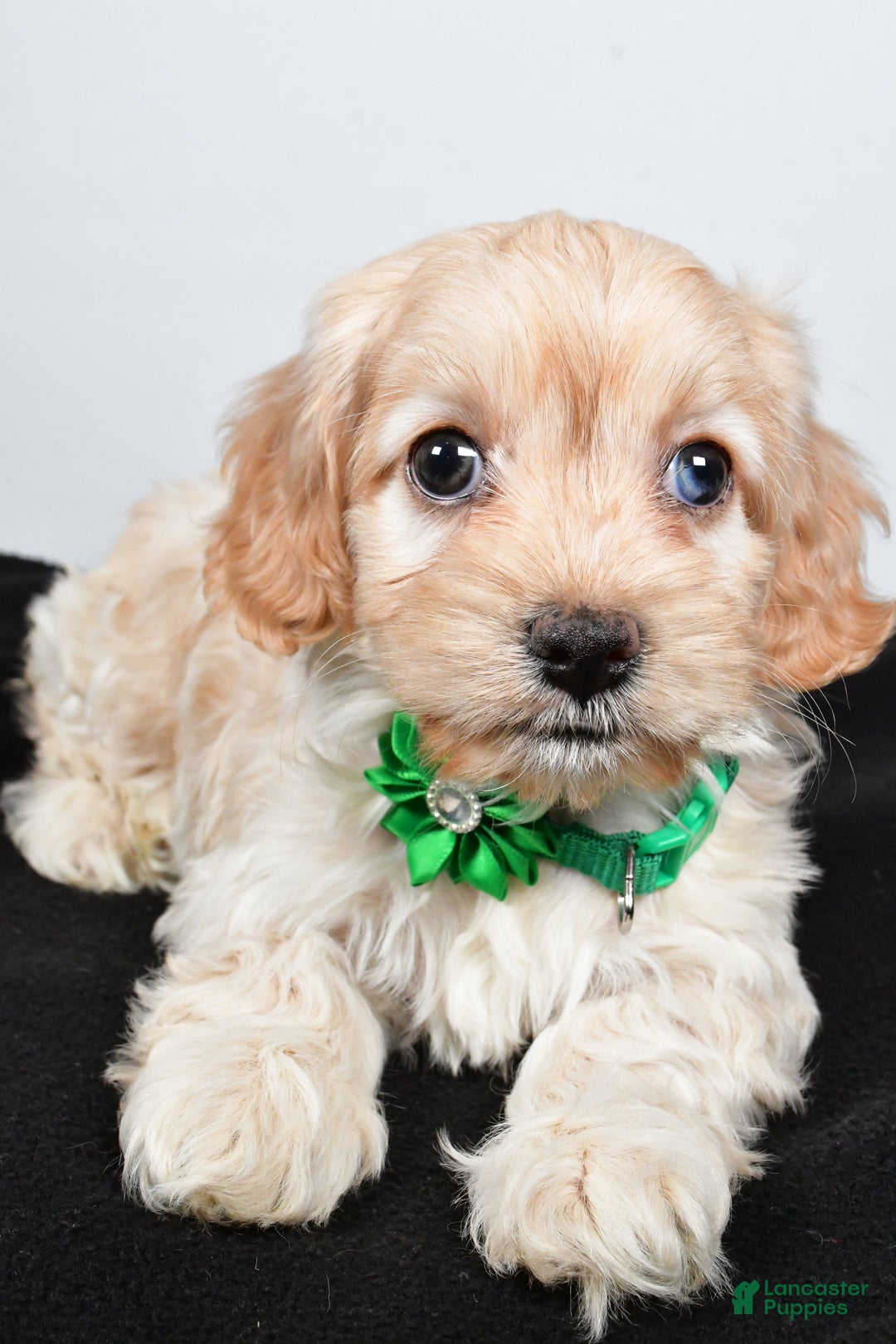 Cockapoo dogs for sale: Carmel - Ad 5