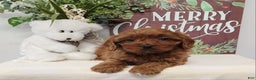 Cavapoo dogs for sale: Royce - Ad 6