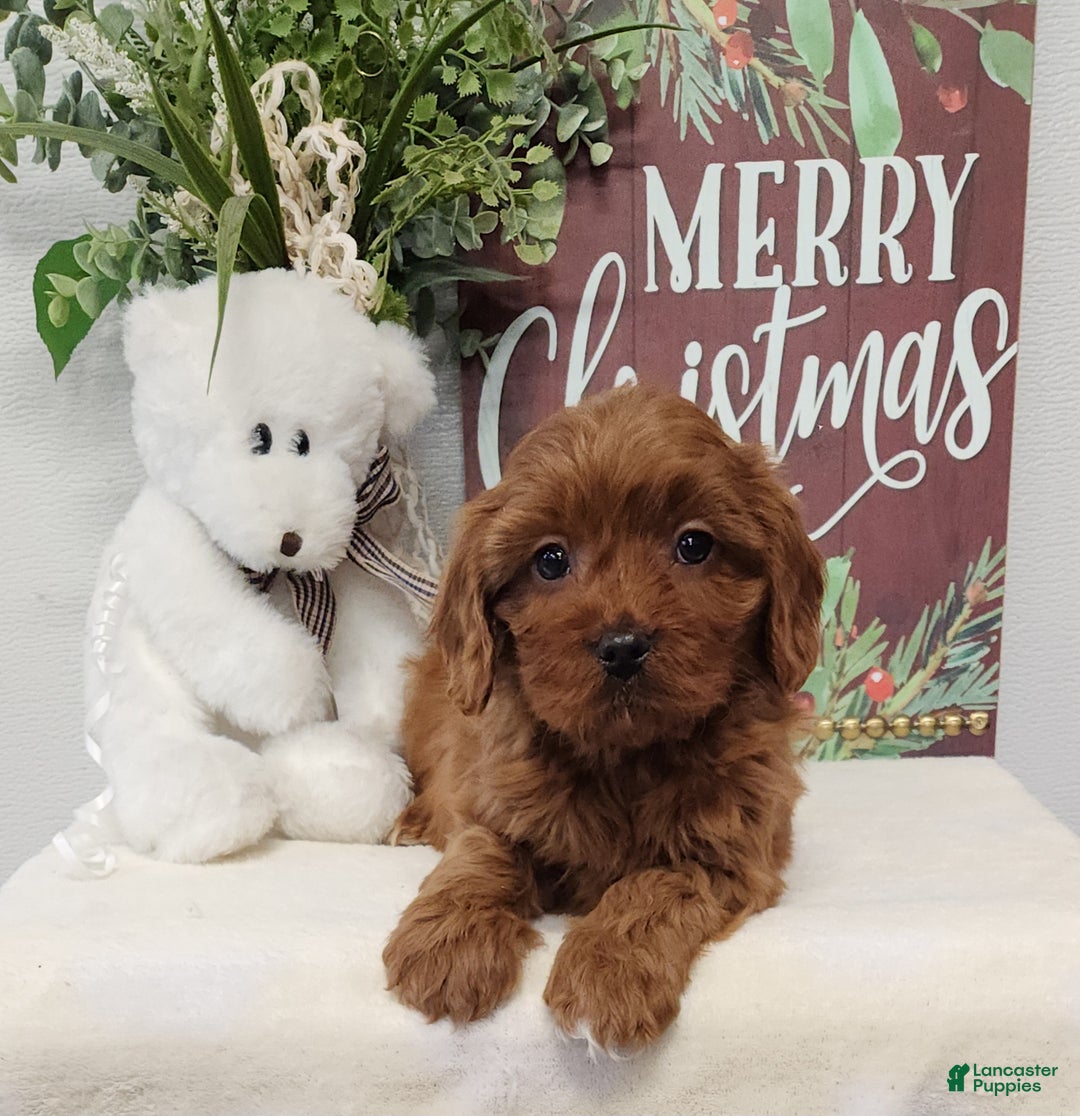Cavapoo dogs for sale: Royce - Ad 6