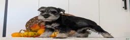 Miniature Schnauzer dogs for sale: Zoey - Ad 4