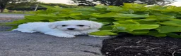 Bichon Frise dogs for sale: Blu  - Ad 1