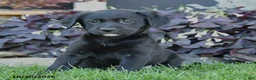 Mixed Breed dogs for sale: Chip - Ad 3