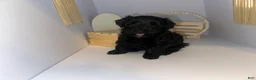 Mixed Breed dogs for sale: Princess  - Ad 7