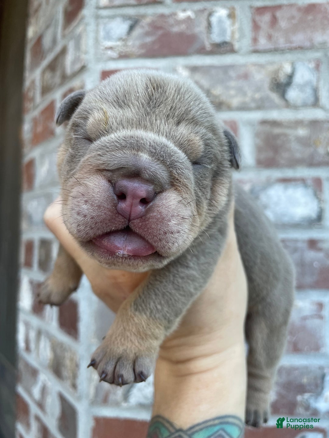 English Bulldog dogs for sale: English Bulldog Puppy 5 - Ad 1