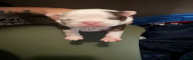 Boston Terrier 4