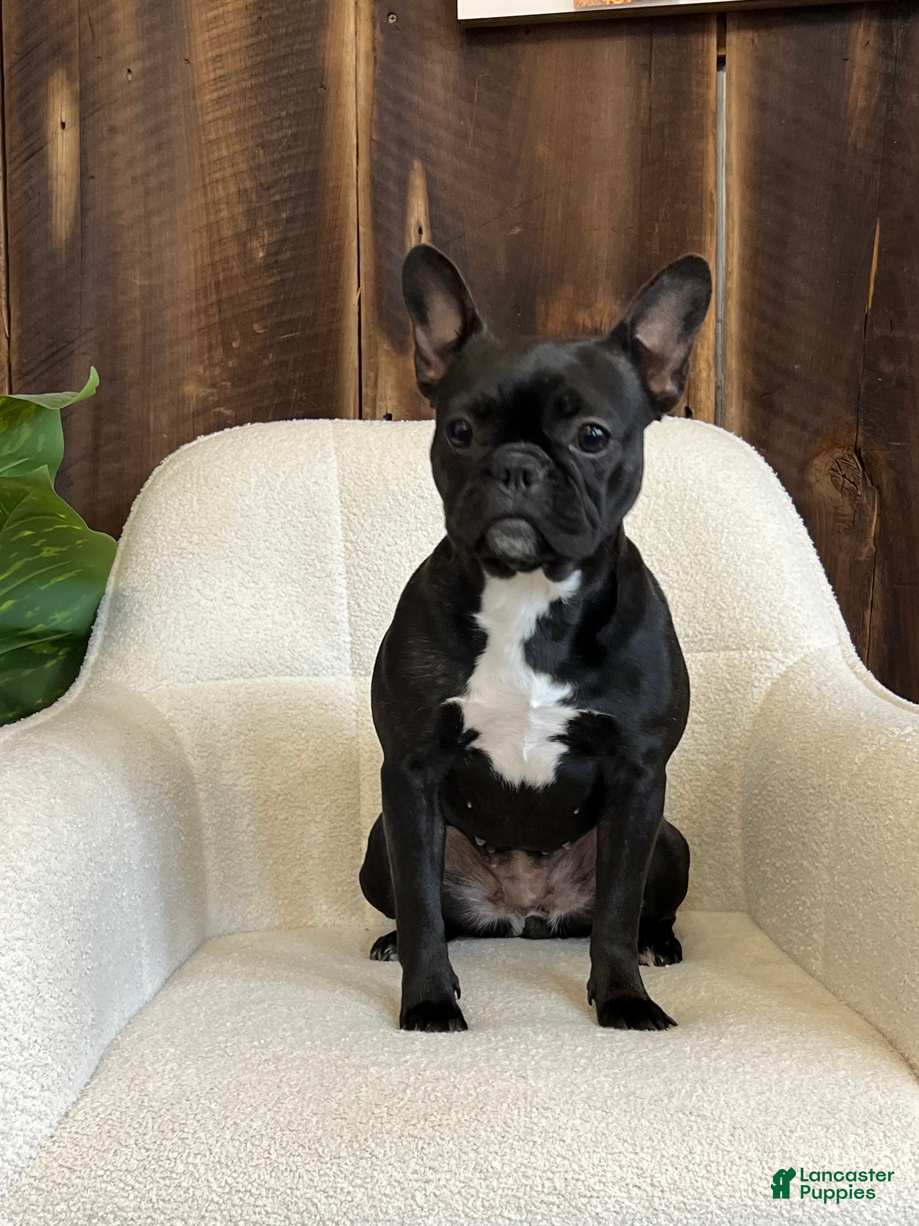 Frenchton dogs Lola - Ad 32