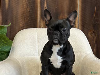 Frenchton dogs Lola - Ad 32