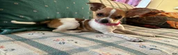 Chihuahua dogs for sale: ♡ Bobbi Girl ♡  - Ad 12