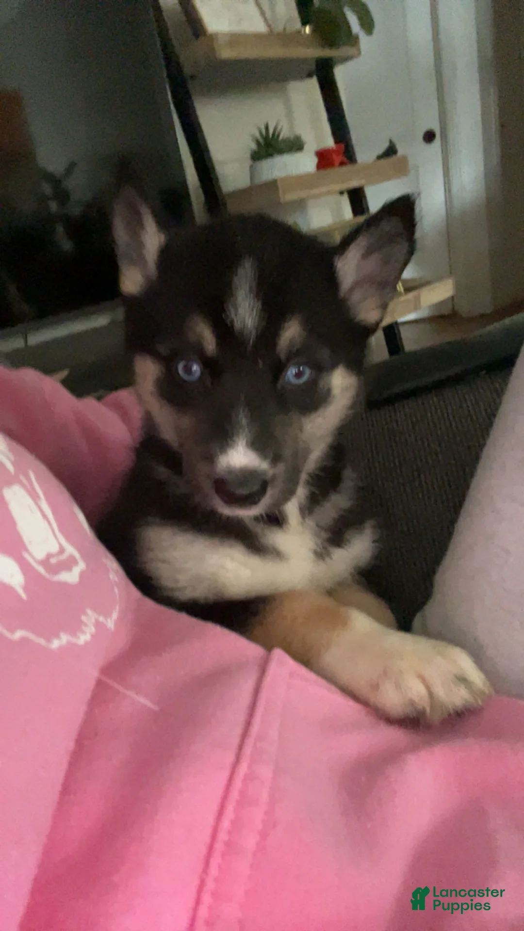 Gerberian Shepsky dogs for sale: Gerberian Shepsky Puppy 2 - Ad 1