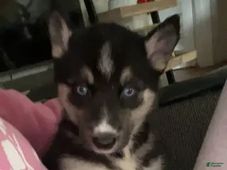 Gerberian Shepsky dogs Gerberian Shepsky Puppy 2 - Ad 13