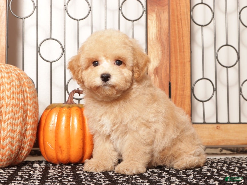 Toy Poodle dogs Rigby Male Toy Poodle Puppy - Ad 13