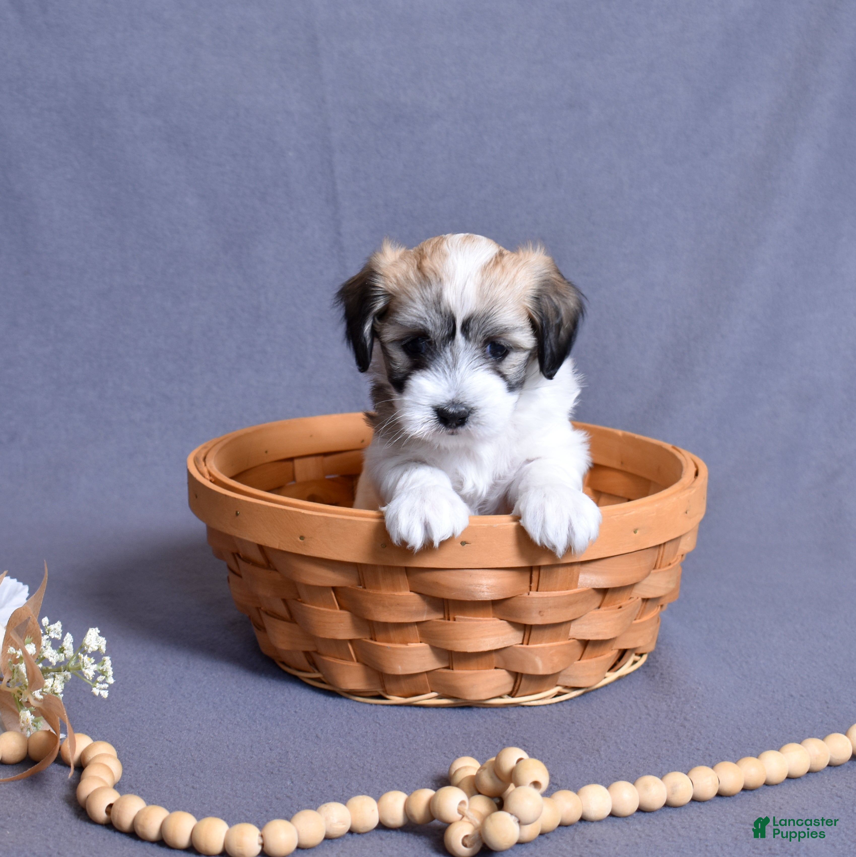Coton De Tulear dogs Sabre - Ad 2