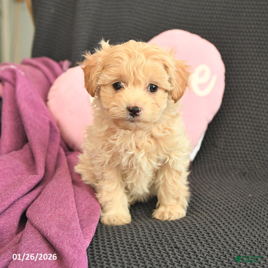 Mixed Breed dogs Jasper - Ad 31