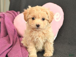 Mixed Breed dogs Jasper - Ad 31