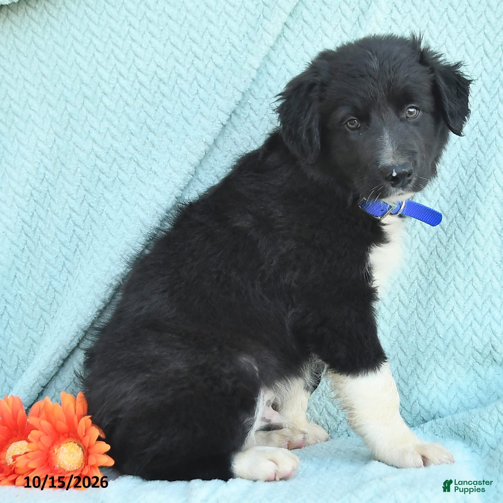 Border Collie dogs for sale: Jasper - Ad 2