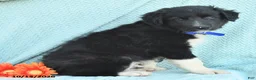Border Collie dogs for sale: Jasper - Ad 2
