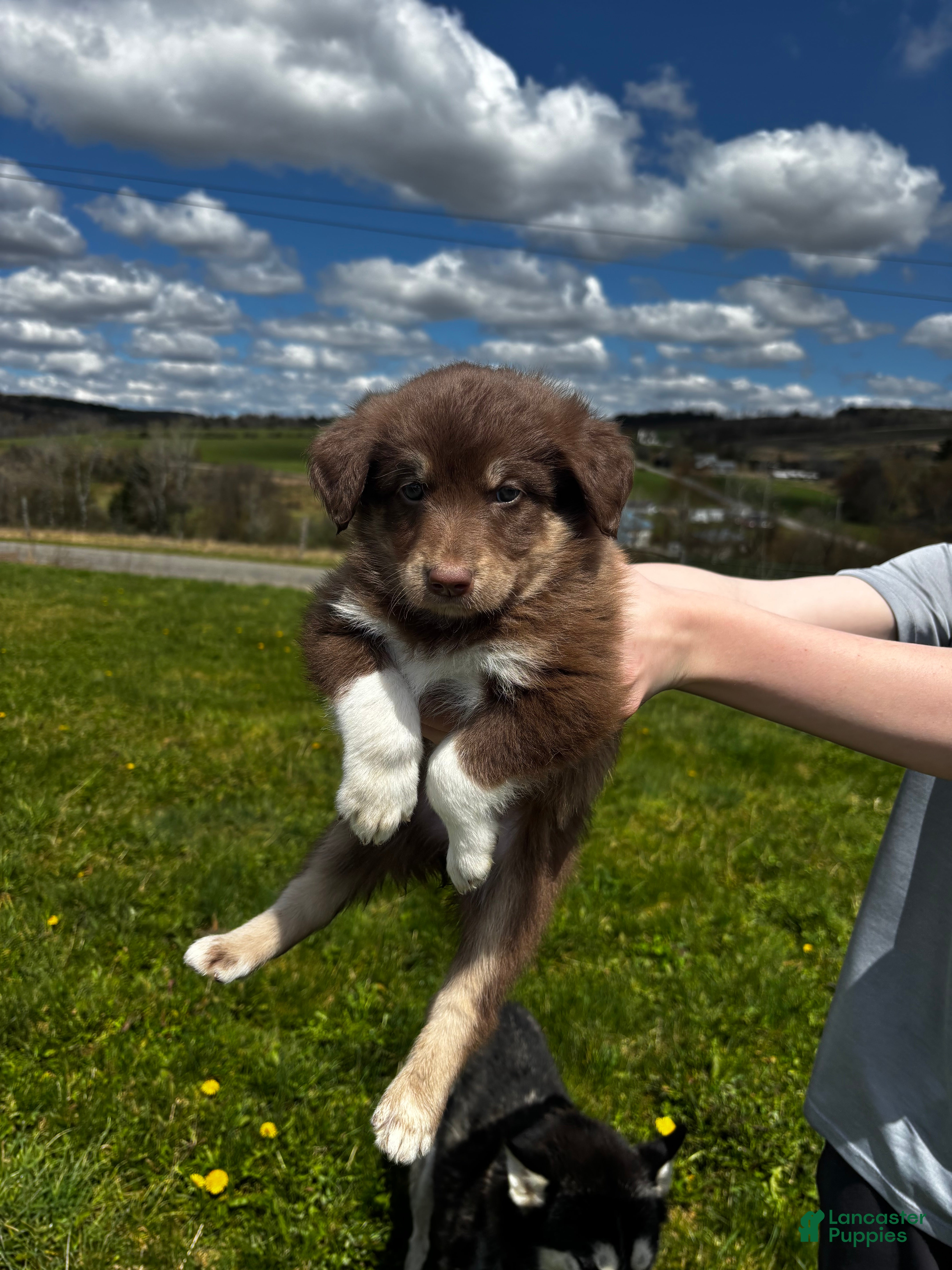 Huskipoo dogs Teddy Bear - Ad 5