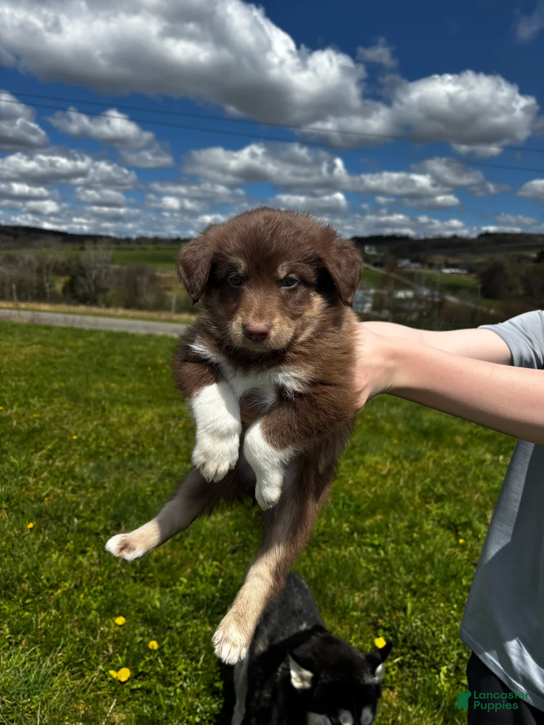 Huskipoo dogs for sale: Teddy Bear - Ad 1