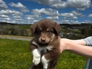 Huskipoo dogs Teddy Bear - Ad 4