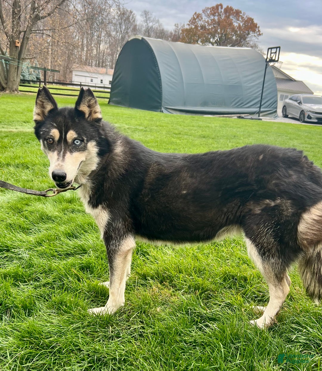 Siberian Husky dogs for sale: Dixie - Ad 2