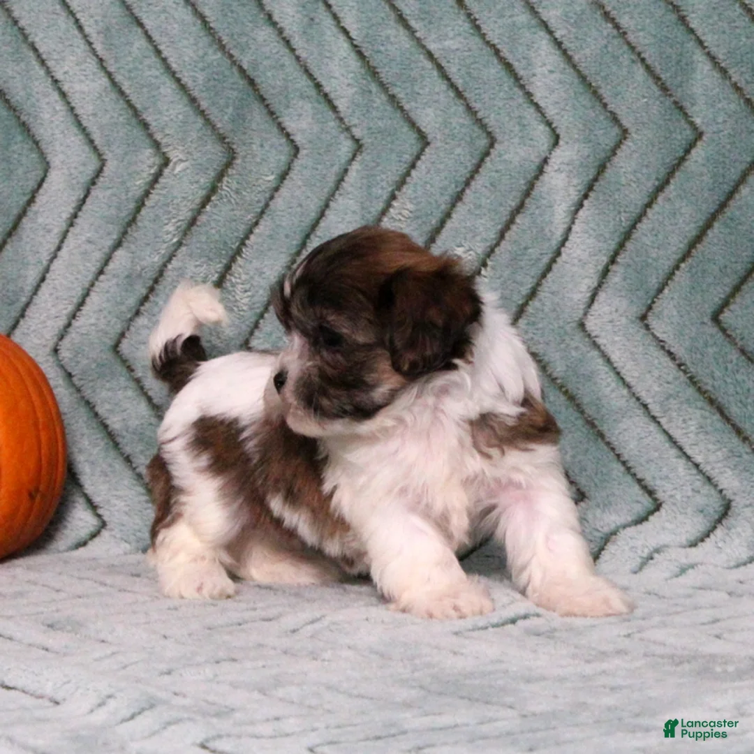 Teddy Bear dogs for sale: Ivory - Ad 5