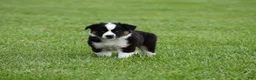 Miniature Australian Shepherd dogs for sale: Cash - Ad 4