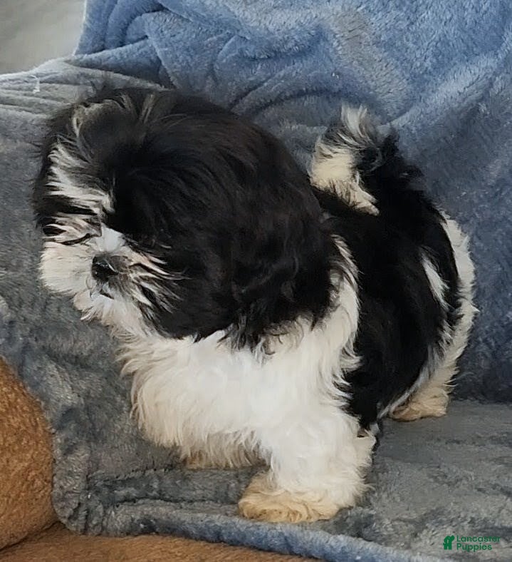 Shih Tzu dogs Missy - Ad 2