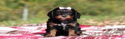Cavapoo dogs for sale: Della - Ad 3