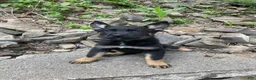 German Shepherd dogs for sale: Collar Red - Ad 5