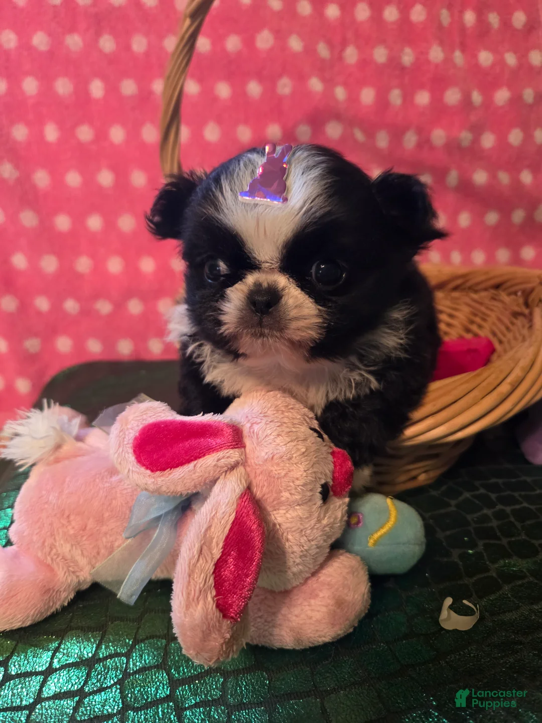 Mixed Breed dogs for sale: Mixed Breed Puppy 1 - Ad 1