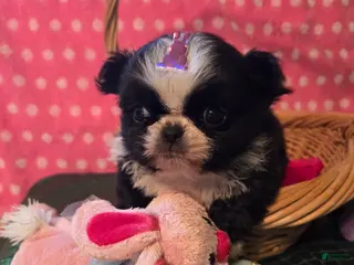 Mixed Breed dogs Mixed Breed Puppy 1 - Ad 15