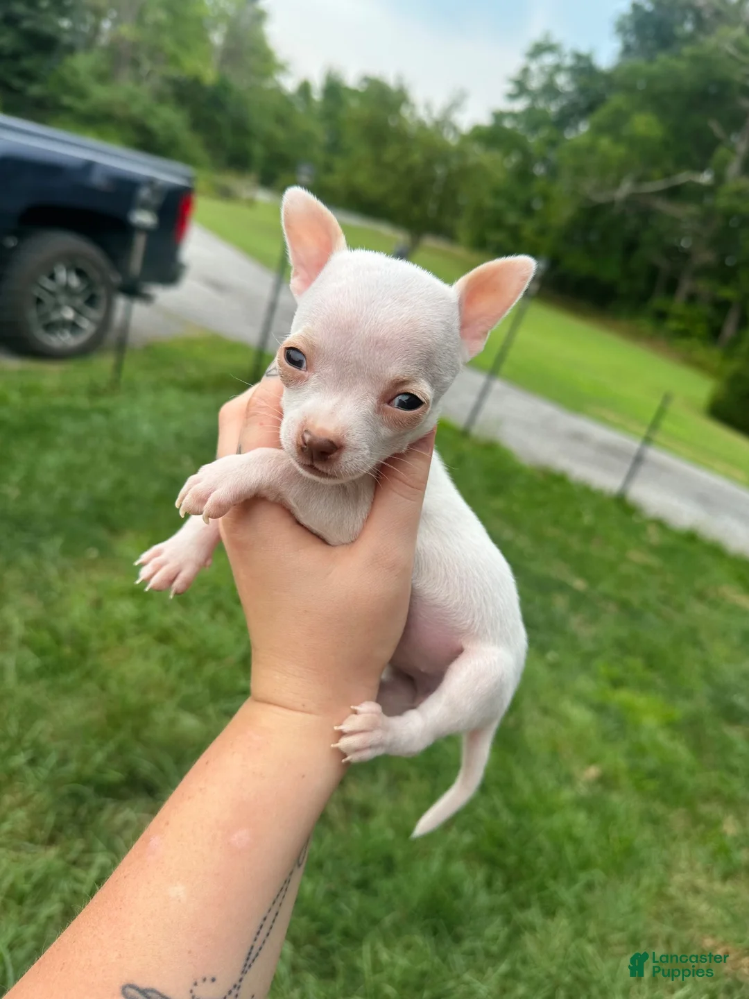 Chihuahua dogs for sale: Milo - Ad 12