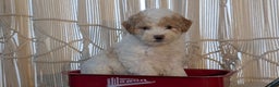 Cavapoo dogs for sale: Avery - Ad 6