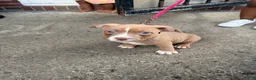 American Bully dogs for sale: Riley - Ad 6