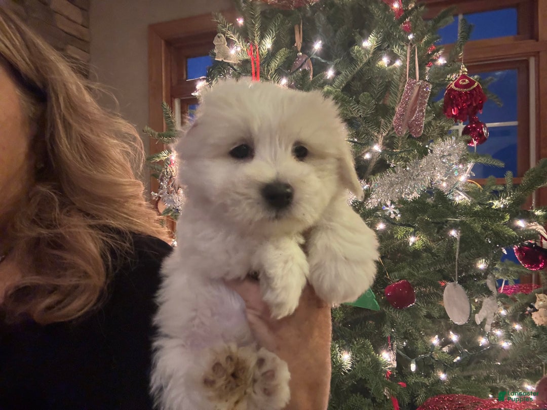 Coton De Tulear dogs for sale: Coton De Tulear Puppy 2 melvin - Ad 3