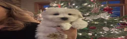 Coton De Tulear dogs for sale: Coton De Tulear Puppy 2 melvin - Ad 3