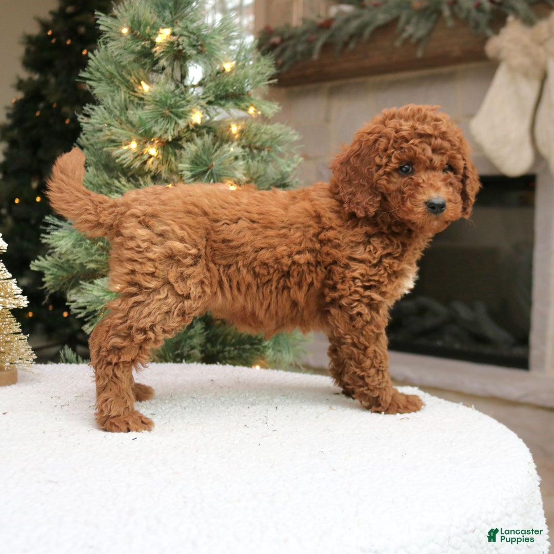 Mini Goldendoodle dogs for sale: Ottilie  - Ad 2