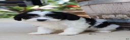 Cavapoo dogs for sale: Jambalaya - Ad 4