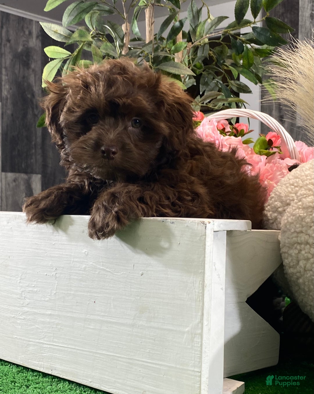 Havanese dogs for sale: Hiro - Ad 3
