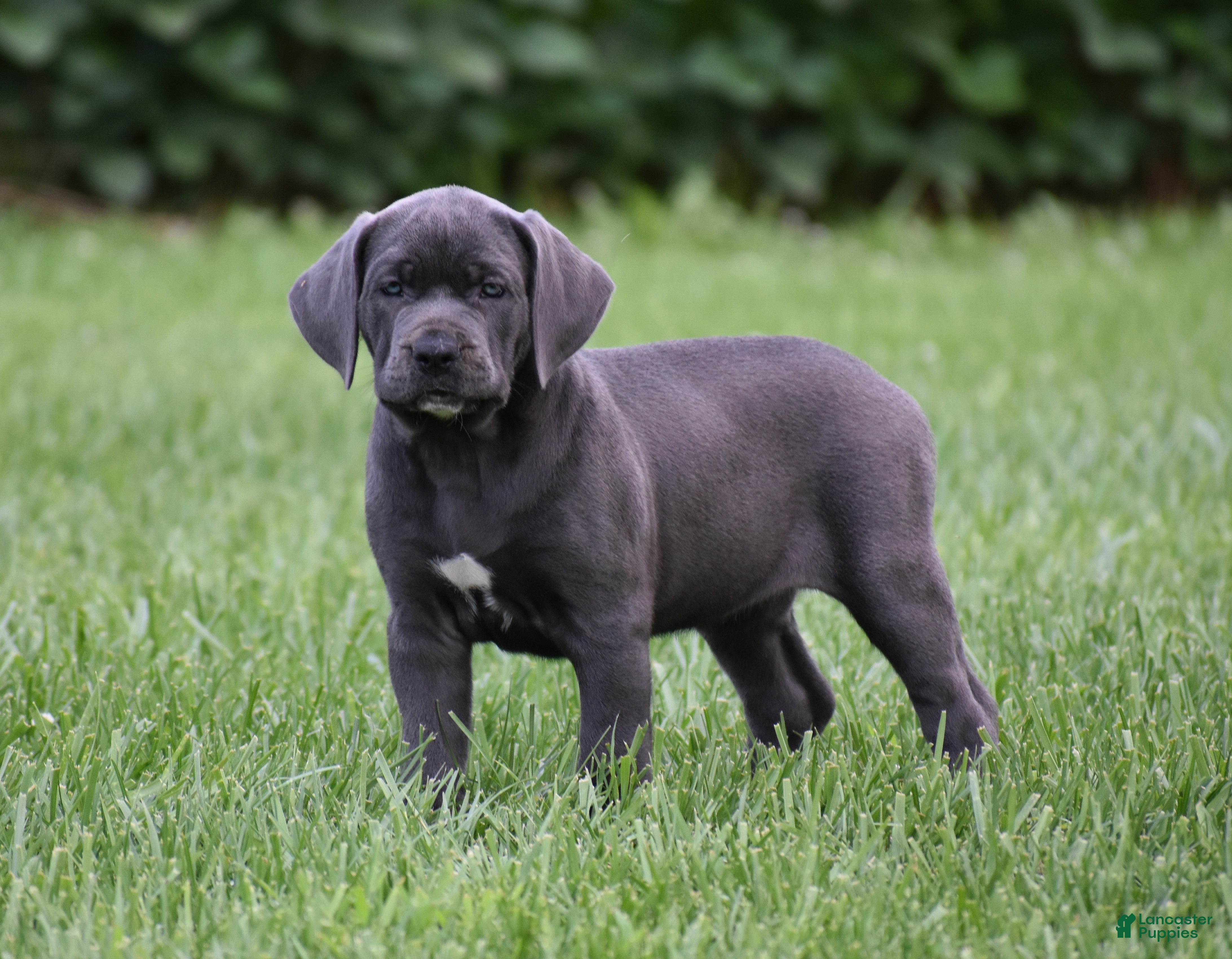 Cane Corso dogs Tess - Ad 1