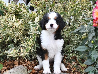 Mini Bernedoodle dogs - Ad 42