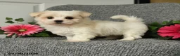 Maltese dogs for sale: Linsey - Ad 3