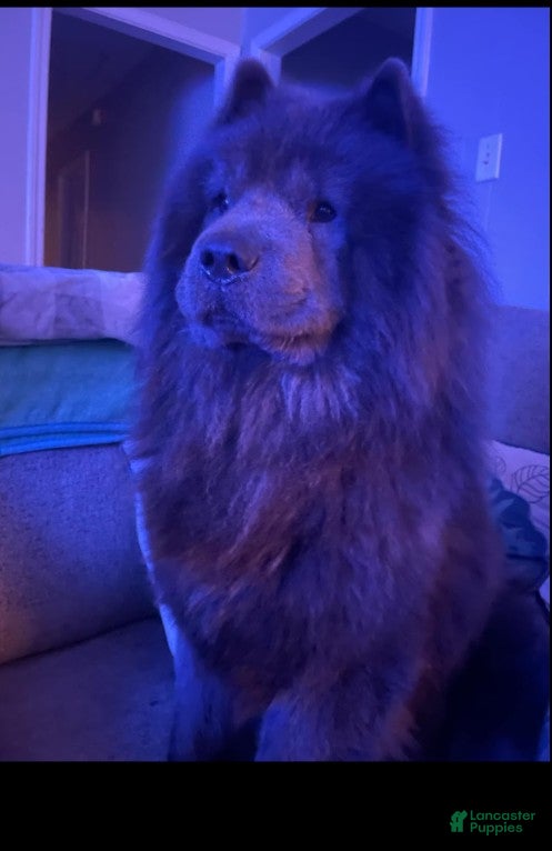 Chow Chow dogs for stud: Chow chow stud  - Ad 1